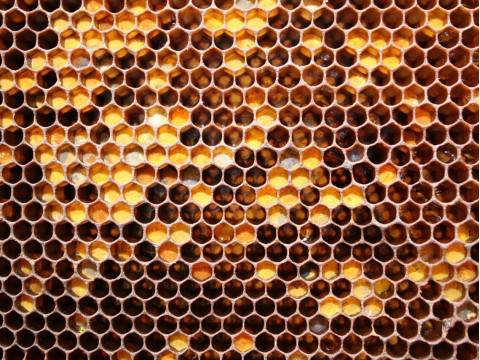 Перга или "пчелиный хлеб"